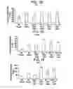 Fig. 03 - DIFFERENTIATION OF HUMAN EMBRYONIC STEM CELLS