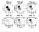 Fig. 04 - DIFFERENTIATION OF HUMAN EMBRYONIC STEM CELLS