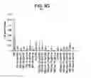 Fig. 20 - DIFFERENTIATION OF HUMAN EMBRYONIC STEM CELLS