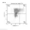 Fig. 24 - Methods and compositions for activation or expansion of T lymphocytes