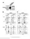Fig. 02 - Development Of Natural Killer Cells And Functional Natural Killer Cell Lines