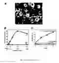 Fig. 04 - Development Of Natural Killer Cells And Functional Natural Killer Cell Lines