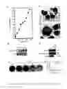 Fig. 07 - Development Of Natural Killer Cells And Functional Natural Killer Cell Lines