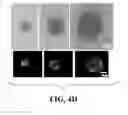 Fig. 07 - MATERIALS AND METHODS FOR EXPANSION OF STEM CELLS