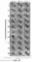 Fig. 22 - MATERIALS AND METHODS FOR EXPANSION OF STEM CELLS