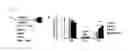 Fig. 08 - Method for inducing differentiation of insulin-producing cells