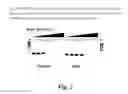 Fig. 03 - DNA polymerases