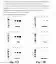 Fig. 27 - DNA polymerases