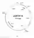 Fig. 02 - Proline specific endoprotease