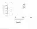 Fig. 03 - Compositions and methods for immunodominant antigens