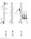 Fig. 04 - Oligonucleic acid variant libraries and synthesis thereof