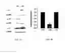 Fig. 02 - Methods for modulating KLHL1 levels, methods for modulating current activity in T-type calcium channels, molecules therefor, and methods for identifying molecules therefor