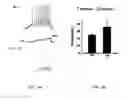 Fig. 04 - Methods for modulating KLHL1 levels, methods for modulating current activity in T-type calcium channels, molecules therefor, and methods for identifying molecules therefor