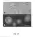 Fig. 22 - METHODS AND COMPOSITIONS FOR INCREASING EFFICIENCY OF TARGETED GENE MODIFICATION USING OLIGONUCLEOTIDE-MEDIATED GENE REPAIR