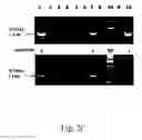 Fig. 06 - METHODS OF IMPROVING NUCLEASE MEDIATED HOMOLOGOUS RECOMBINATION
