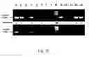 Fig. 09 - METHODS OF IMPROVING NUCLEASE MEDIATED HOMOLOGOUS RECOMBINATION