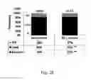 Fig. 12 - METHODS OF IMPROVING NUCLEASE MEDIATED HOMOLOGOUS RECOMBINATION