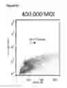 Fig. 16 - Adeno-associated virus vector variants for high efficiency genome editing and methods thereof