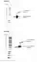 Fig. 20 - Adeno-associated virus vector variants for high efficiency genome editing and methods thereof