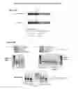 Fig. 44 - Adeno-associated virus vector variants for high efficiency genome editing and methods thereof