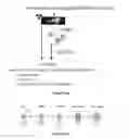 Fig. 48 - Adeno-associated virus vector variants for high efficiency genome editing and methods thereof