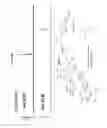 Fig. 20 - MOENOMYCIN BIOSYNTHESIS-RELATED COMPOSITIONS AND METHODS OF USE THEREOF