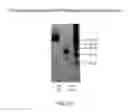 Fig. 09 - POLYMERIZATION OF NUCLEIC ACIDS USING ACTIVATION BY POLYPHOSPHOROLYSIS (APP) REACTIONS