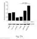 Fig. 04 - Method or kit for determining lung cancer development