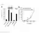 Fig. 09 - RAF gene fusions