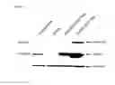 Fig. 22 - RAF gene fusions