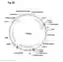 Fig. 37 - Method for the selection of a long-term producing cell using histone acylation as markers