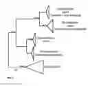 Fig. 03 - Detection of saxitoxin-producing dinoflagellates
