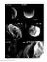 Fig. 10 - Detection of saxitoxin-producing dinoflagellates