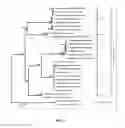 Fig. 14 - Detection of saxitoxin-producing dinoflagellates