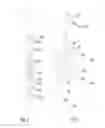 Fig. 03 - Link-plate connection for monopole reinforcing bars