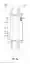 Fig. 10 - AUTOMATED SYSTEM FOR SAMPLE PREPARATION AND ANALYSIS