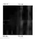 Fig. 05 - Second harmonic imaging nanoprobes and techniques for use thereof