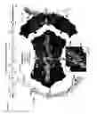 Fig. 10 - Methods of propagating rhinovirus C in previously unsusceptible cell lines