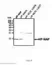 Fig. 09 - Methods for diagnosing and treating infection