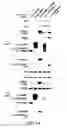 Fig. 02 - Methods for identifying compounds as modulators of SLC38A9 interactions