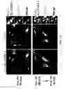 Fig. 05 - Methods for identifying compounds as modulators of SLC38A9 interactions