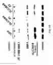 Fig. 06 - Methods for identifying compounds as modulators of SLC38A9 interactions