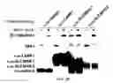 Fig. 08 - Methods for identifying compounds as modulators of SLC38A9 interactions