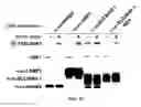 Fig. 09 - Methods for identifying compounds as modulators of SLC38A9 interactions