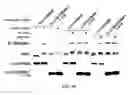 Fig. 10 - Methods for identifying compounds as modulators of SLC38A9 interactions