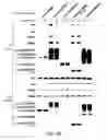 Fig. 12 - Methods for identifying compounds as modulators of SLC38A9 interactions