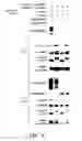 Fig. 24 - Methods for identifying compounds as modulators of SLC38A9 interactions