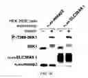 Fig. 25 - Methods for identifying compounds as modulators of SLC38A9 interactions