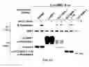Fig. 26 - Methods for identifying compounds as modulators of SLC38A9 interactions