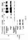 Fig. 29 - Methods for identifying compounds as modulators of SLC38A9 interactions